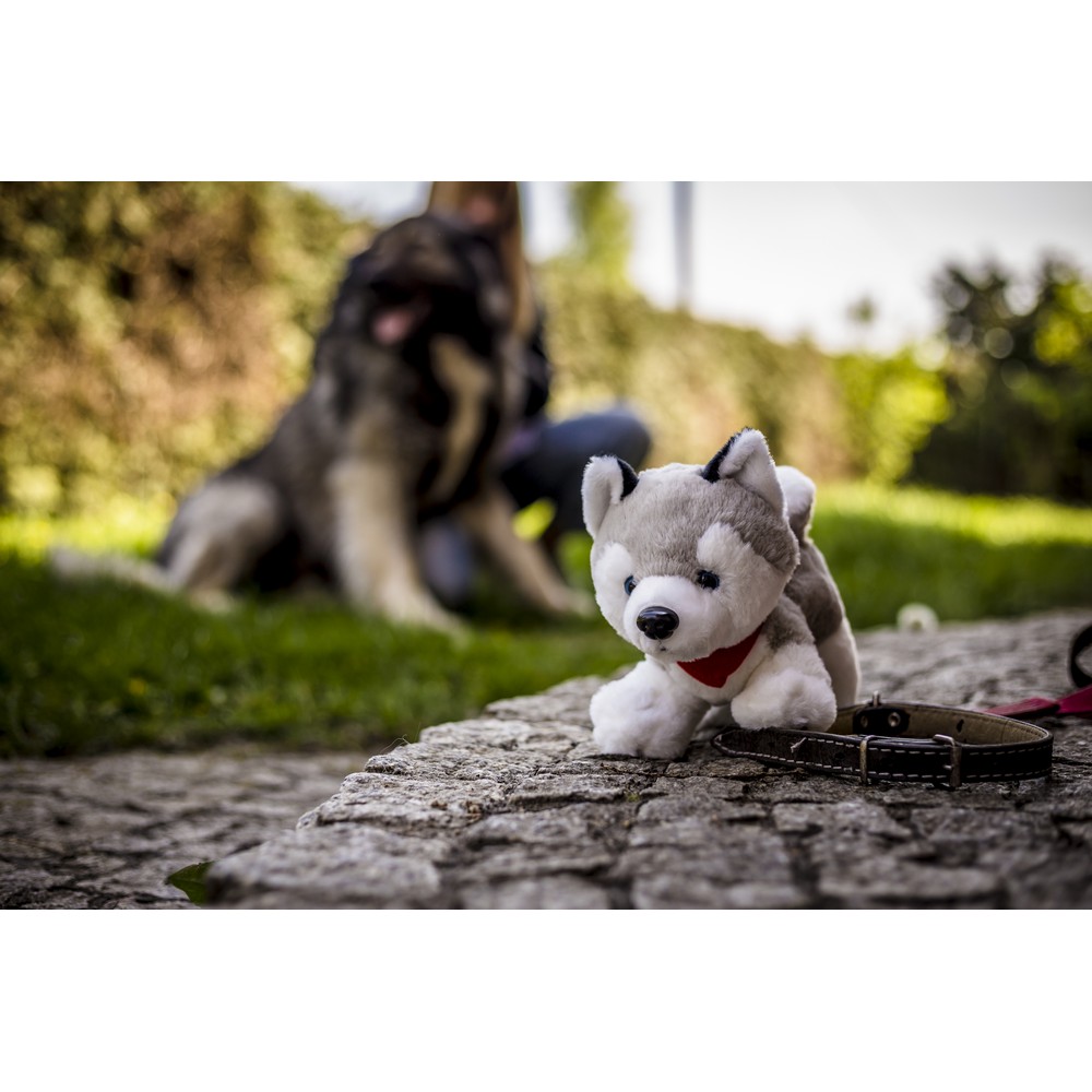 Hund Husky mit rotem Halstuch | Trooper in Grau, Ansicht 2