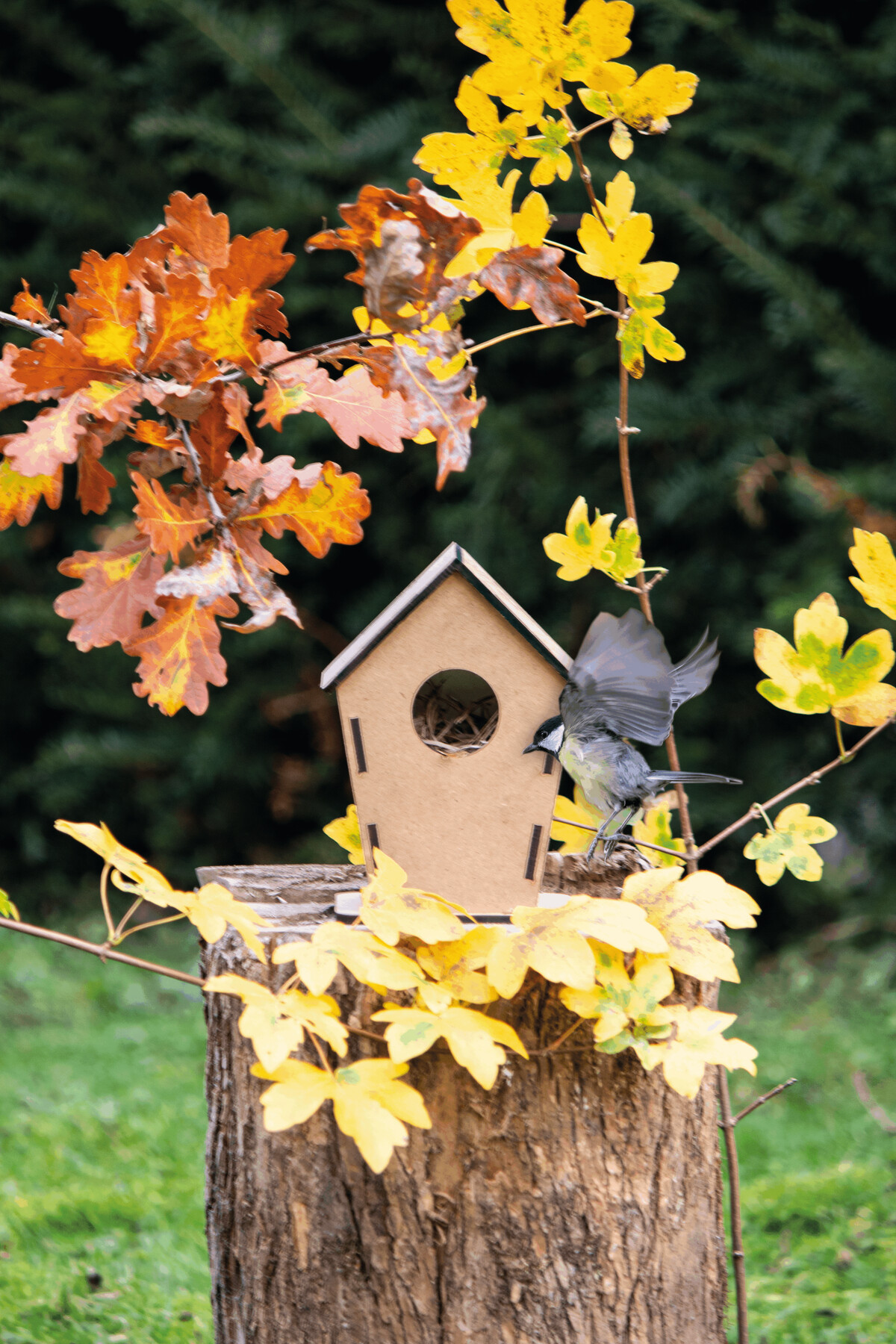 Vogelhaus | Mecozi Home